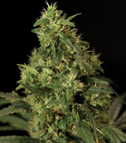 Northern Light (Bulldog Seeds)