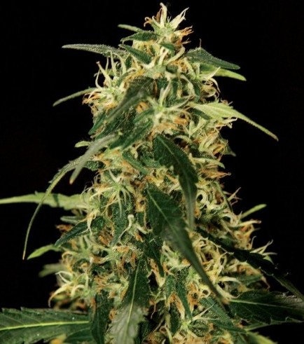 Silver Star Haze (Bulldog Seeds)