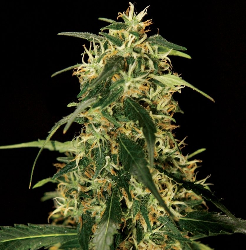 Silver Star Haze - Strain Information - Cannaconnection.com