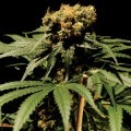 The Bulldog Chronic (Bulldog Seeds)