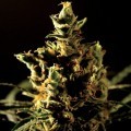 The Bulldog Haze (Bulldog Seeds)