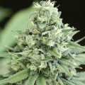 Casey Jones (Devil's Harvest Seeds)