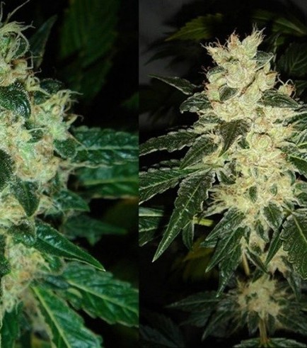 Sour P (Resin Seeds)