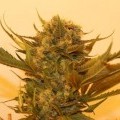 Sour P (Resin Seeds)