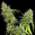 Cannatonic (Resin Seeds)