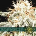 Russian Snow (Vision Seeds)