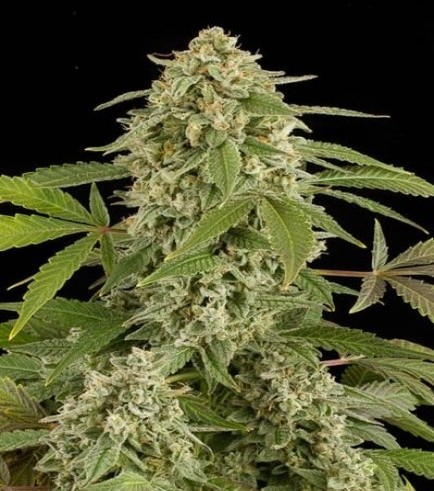 White Widow Autoflowering (Dinafem)