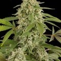 White Widow Autoflowering (Dinafem)