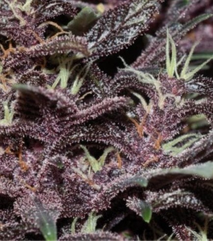 Buddha Purple Kush (Buddha Seeds)