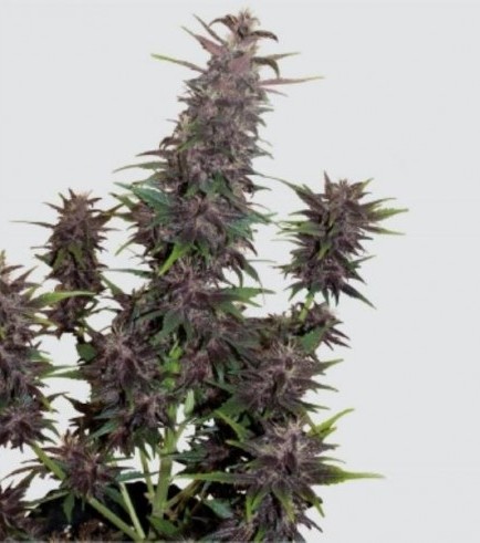 Buddha Purple Kush (Buddha Seeds)