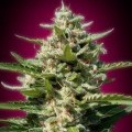 White Kush (Advanced Seeds)