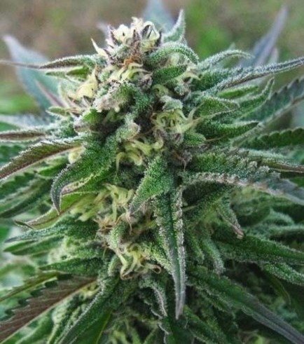 White Kush (Advanced Seeds)