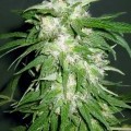 Ice Kush (Advanced Seeds)