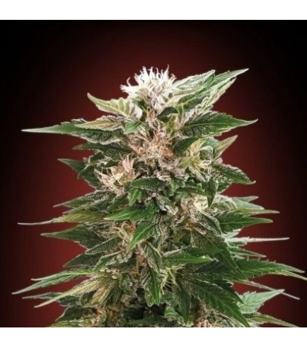 Kaya 47 (Advanced Seeds)