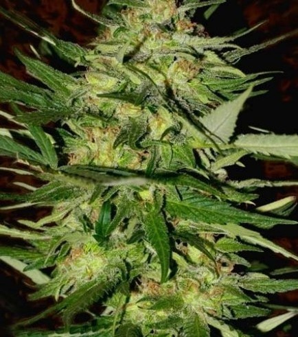 Jack Plant (Advanced Seeds)