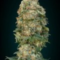 Afghan Skunk (Advanced Seeds)