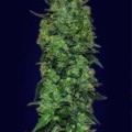 Auto Skunk Mass (Advanced Seeds)