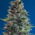 Auto Blue Diesel (Advanced Seeds)