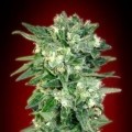 Auto Kaya 47 (Advanced Seeds)