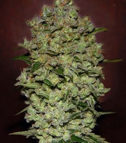 Auto Bio Diesel Mass (Advanced Seeds)