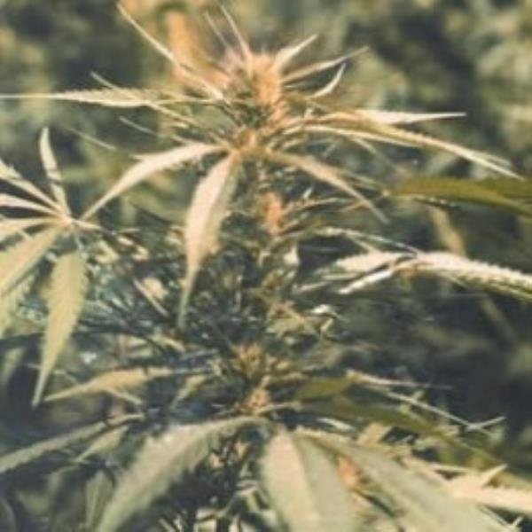 Maui Waui - Marijuana Strain Library - PotGuide.com