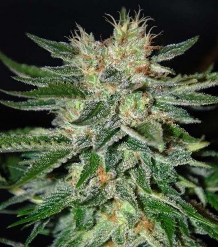 Sugar Black Rose (Delicious Seeds)