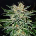 Sugar Black Rose (Delicious Seeds)