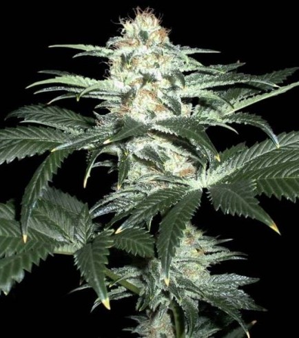 Critical Sensi Star (Delicious Seeds)