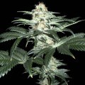 Critical Sensi Star (Delicious Seeds)