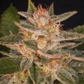 Cheese Candy (Delicious Seeds)