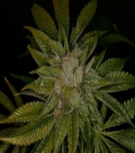 MK-Ultra (T.H. Seeds)