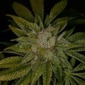 MK-Ultra (T.H. Seeds)