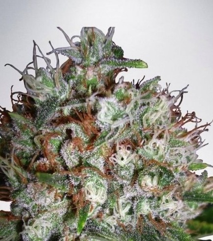 Big Bud XXL (Ministry of Cannabis)