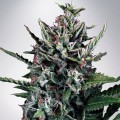 Auto Silver Bullet (Ministry of Cannabis)