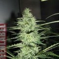 Ace Silver Haze (Greenlabel Seeds)