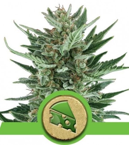 Royal Cheese Automatic (Royal Queen Seeds)