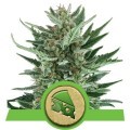 Royal Cheese Automatic (Royal Queen Seeds)