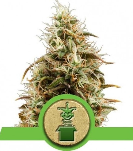 Royal Jack Automatic (Royal Queen Seeds)