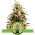 Royal Jack Automatic (Royal Queen Seeds)