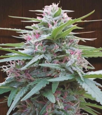 Panama (ACE Seeds)