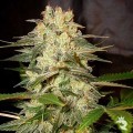 Afghan Kush Ryder (World Of Seeds)