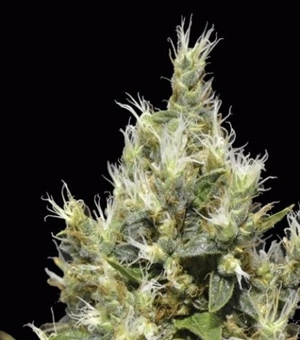 Northern (CBD Seeds)