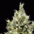 Northern (CBD Seeds)