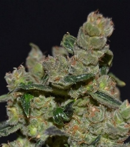 Diesel (CBD Seeds)