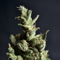 Amnesia 5 (CBD Seeds)