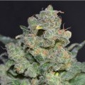 Cheese (CBD Seeds)