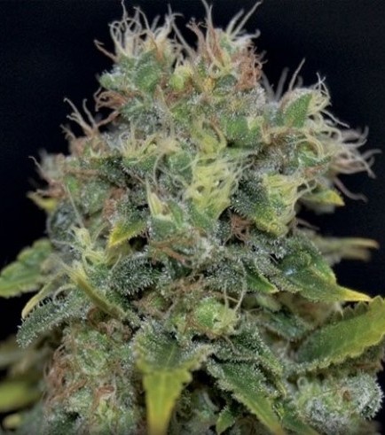 Auto Yumbolt (CBD Seeds)