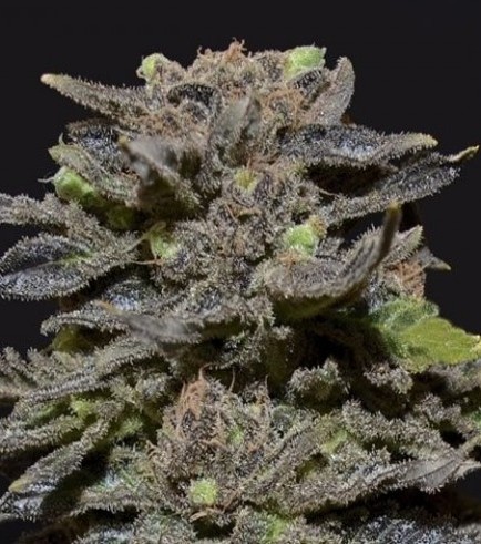 Magma (CBD Seeds)