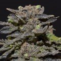 Magma (CBD Seeds)