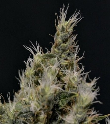 Vanilla Haze (CBD Seeds)